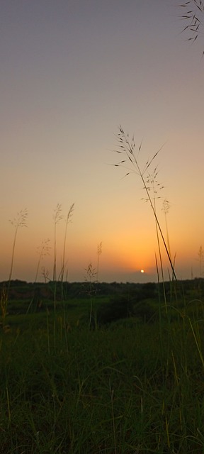 Natura, Apus De Soare, Sat, Tufișuri