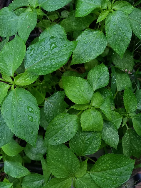 Ploaie, Proaspăt, Floră, Verde, Viaţă