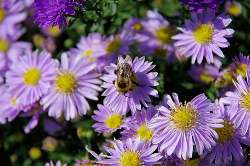 Sommer, Blumen, Biene