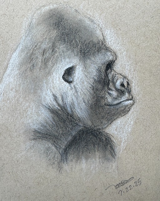 Free Mountain Gorilla photo and picture