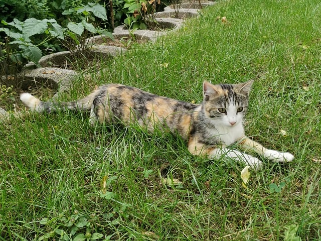 Free Cat Multicoloured photo and picture