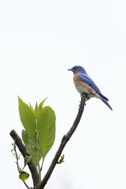 Free Birds Wildlife photo and picture