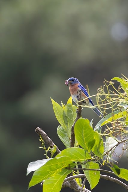 Free Birds Wildlife photo and picture