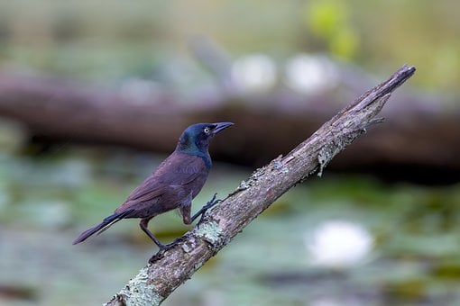 Free Birds Wildlife photo and picture