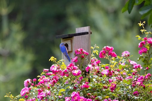 Free Birds Wildlife photo and picture