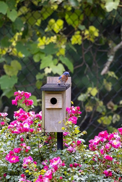 Free Birds Phone Wallpaper photo and picture
