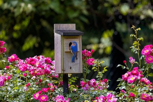 Free Birds Wildlife photo and picture