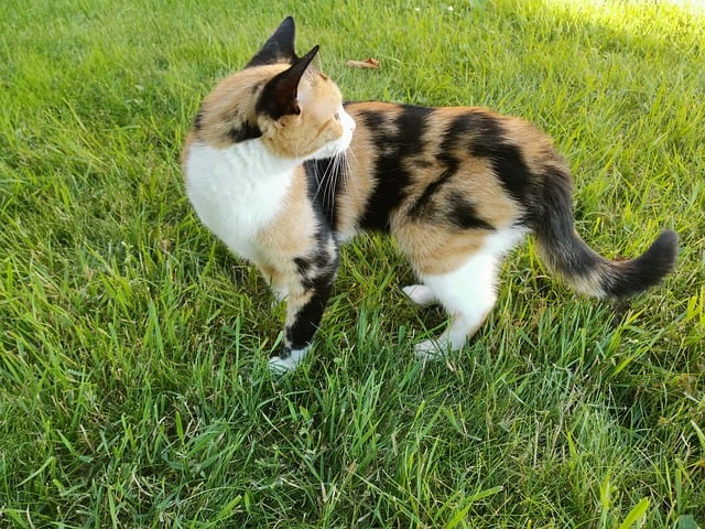 Free Cat Domestic Cat photo and picture