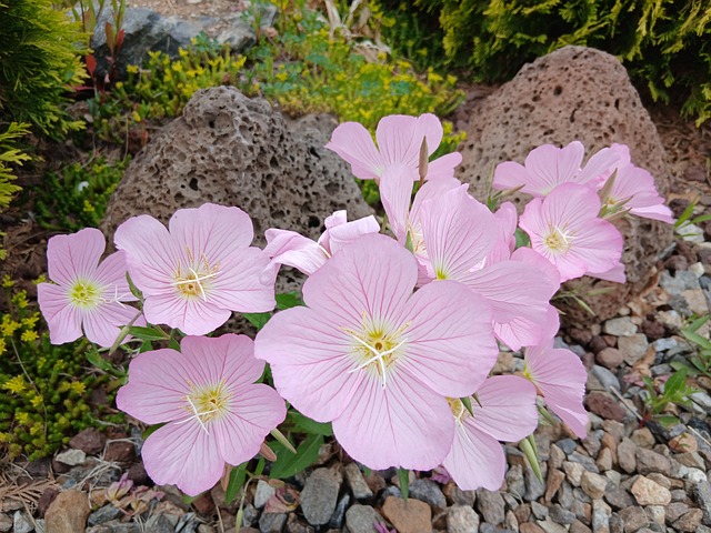 Free Evening Primrose Flower photo and picture