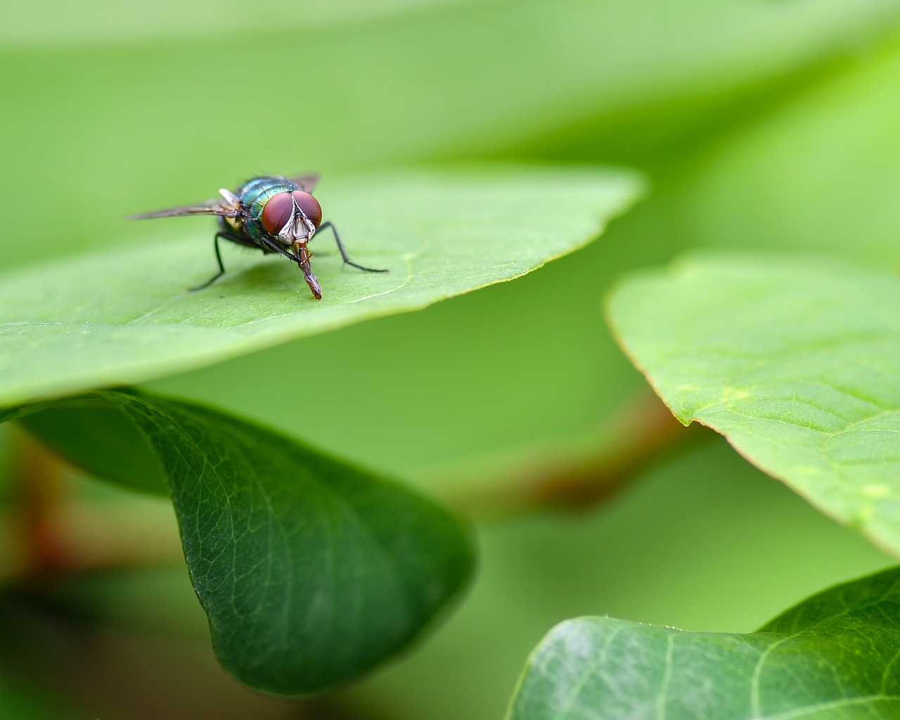 Moska Inseto Mosca Insecto Naturaleza - Foto gratis en Pixabay