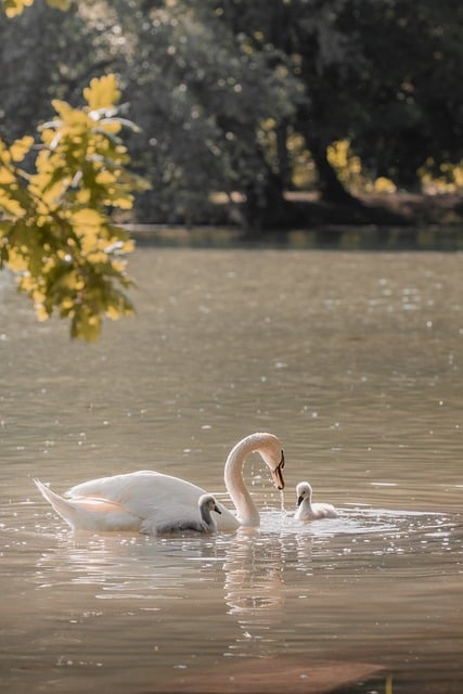 Free Swan Feeding Mobile Wallpaper 4K photo and picture