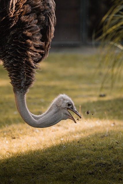 Free Ostrich Wildlife Action photo and picture