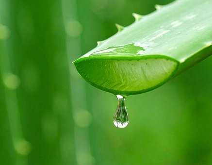 Ai Generat, Aloe, Aloe Vera, Frunze