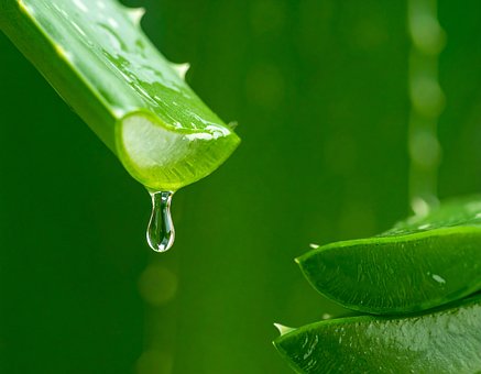 Ai Generat, Aloe, Aloe Vera, Frunze, Gel