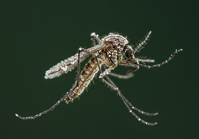 Free insect macro animal illustration