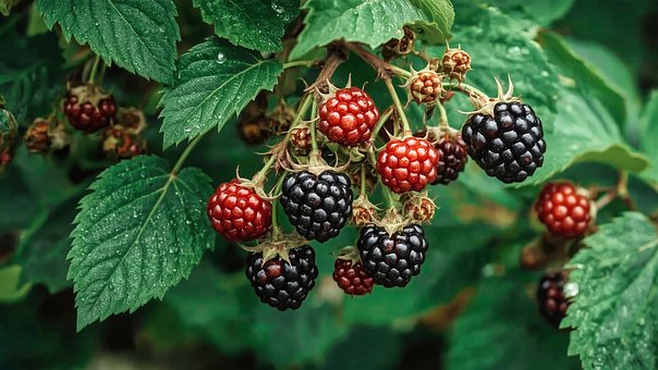 Free Raspberries Berry illustration and picture
