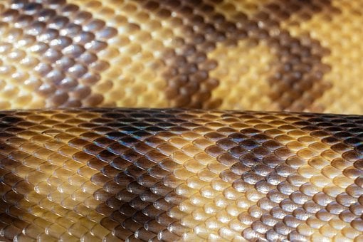 Schwarzkopfpython, Python, Schlange