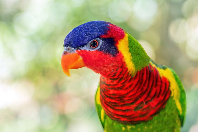 Free Ornate Lory Ornate Lorikeet photo and picture