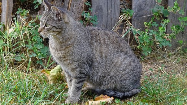Free Cat European photo and picture
