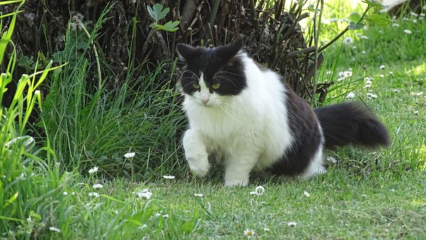 Free Cat Nature photo and picture