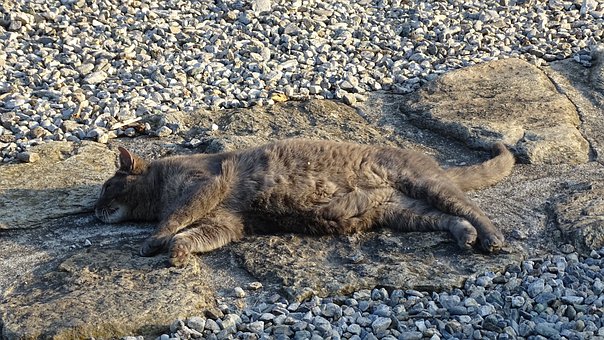 Free Cats Nature photo and picture