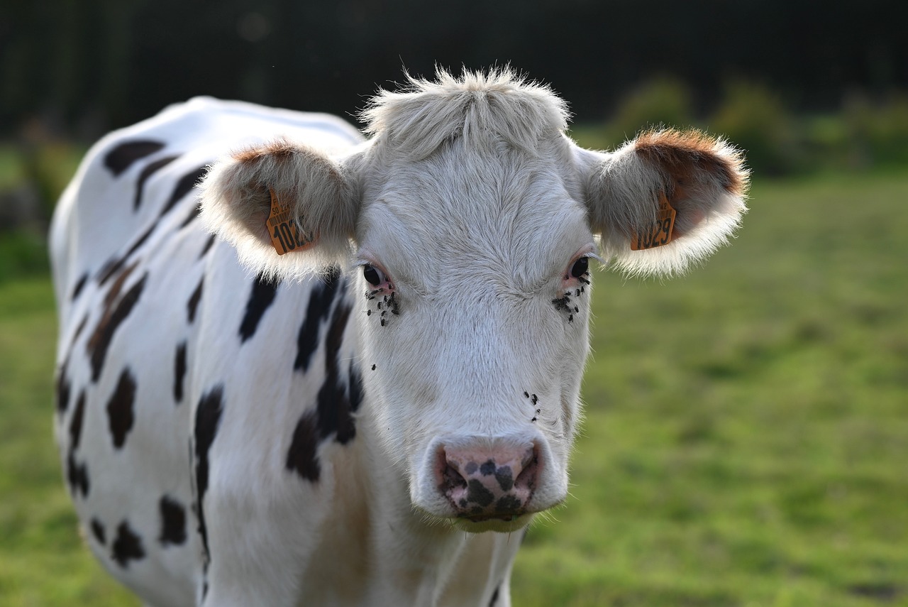Cow - free online jigsaw puzzle photo