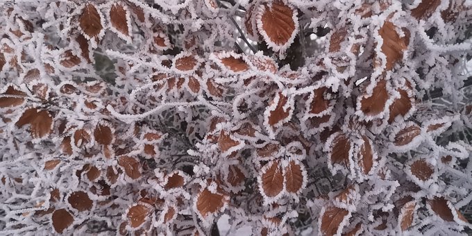 Free Winter Leaves photo and picture