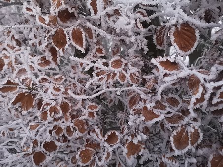Free Winter Leaves photo and picture
