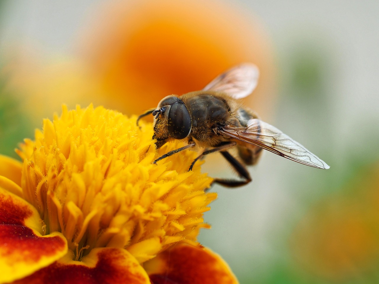 Full Fly Insect Hover Fly Insect Blossom - Free photo on Pixabay