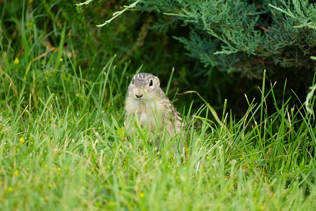 Free Striped Gopher photo and picture