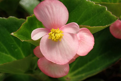 Blomst, Begonia, Lyserød, Plante, Natur
