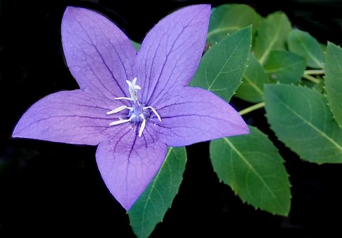 Blomst, Blå, Campanula, Blomstre, Natur