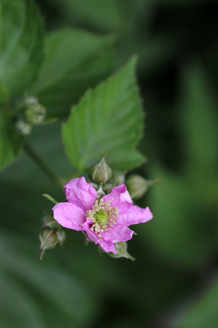 Blomst, Lyserød, Brombær, Knopper, Natur