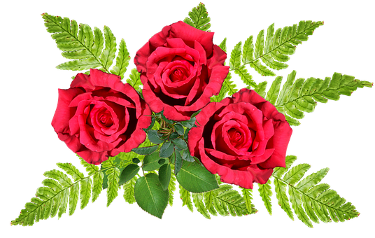 Roser, Rød, Romantisk, Arrangement