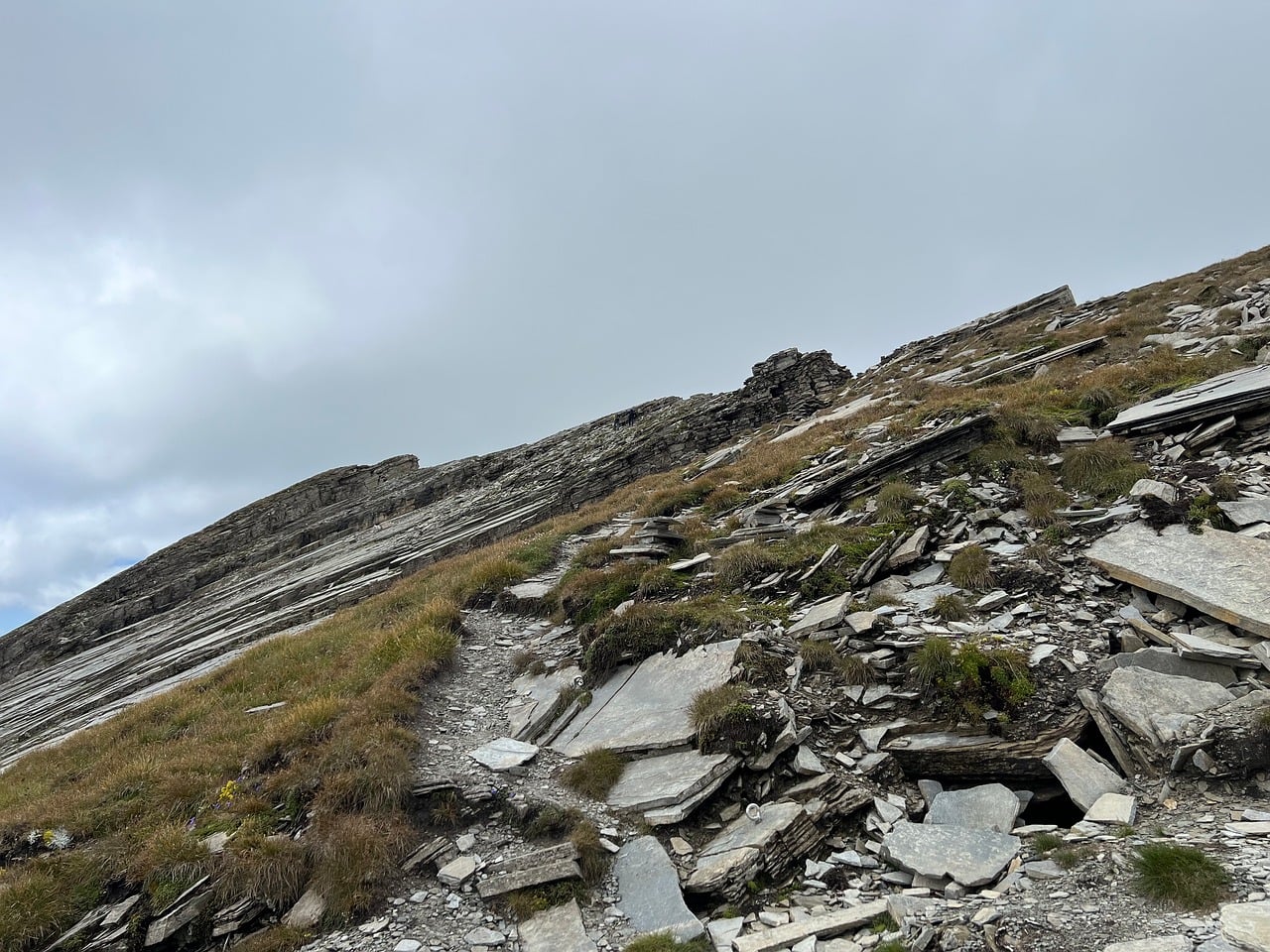 Piz Bird - free online jigsaw puzzle photo