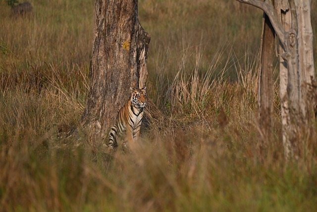Rezervácia Tigrov Kanha, Tiger, Príroda