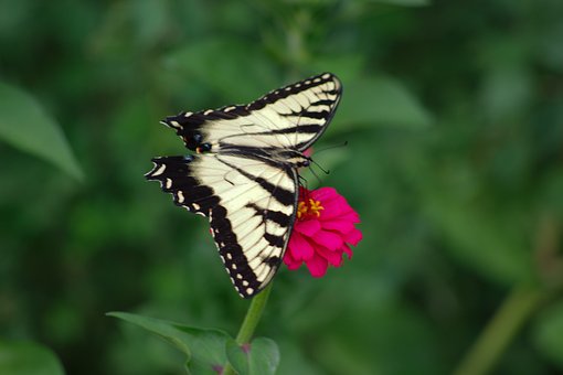 Schmetterling, Glaucus, Blume
