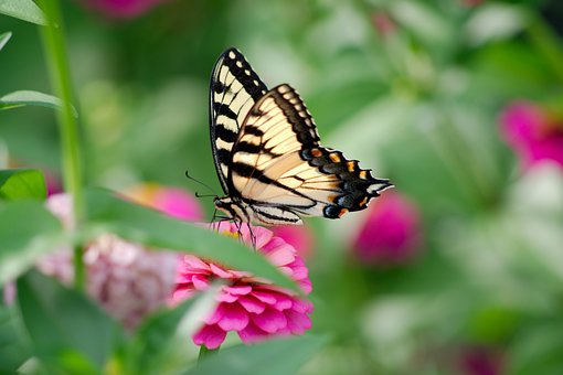 Schmetterling, Glaucus, Blume