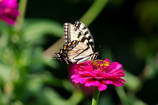 Schmetterling, Glaucus, Blume