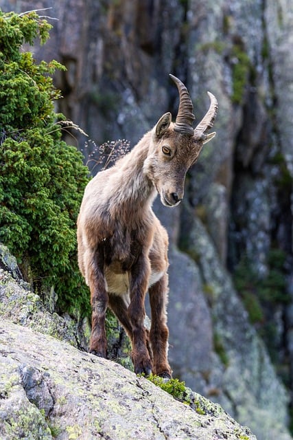 Steinbock, Natur, Tierwelt, Tier