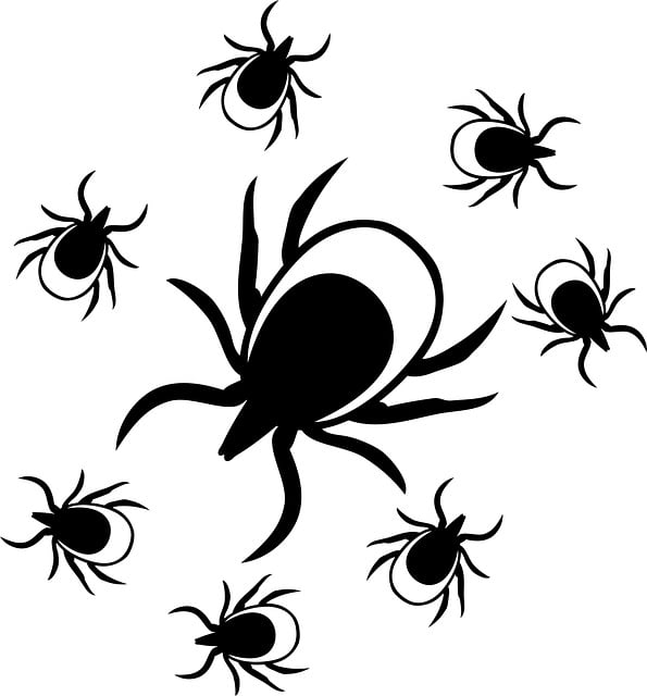 Bifă, Căpușe, Insecte, Boala Lyme