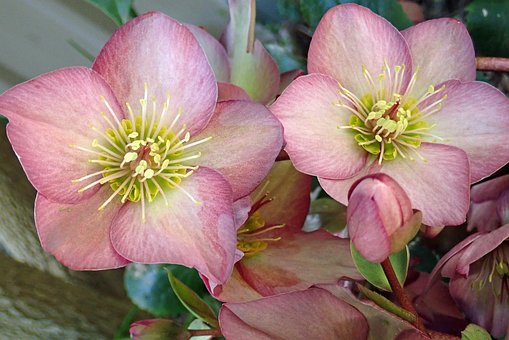 Blomst, Hellebores, Plante, Have, Natur