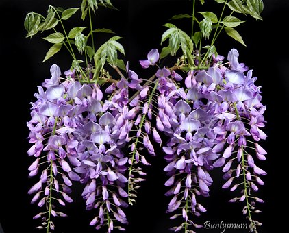 Blomst, Blåregn, Have, Plante, Natur