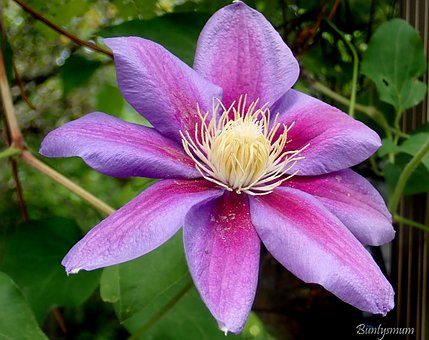 Blomst, Klematis, Klatrer, Plante, Natur