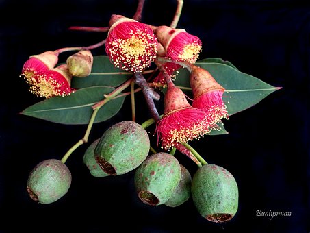 Tyggegummi Blomstrer, Træ, Australsk