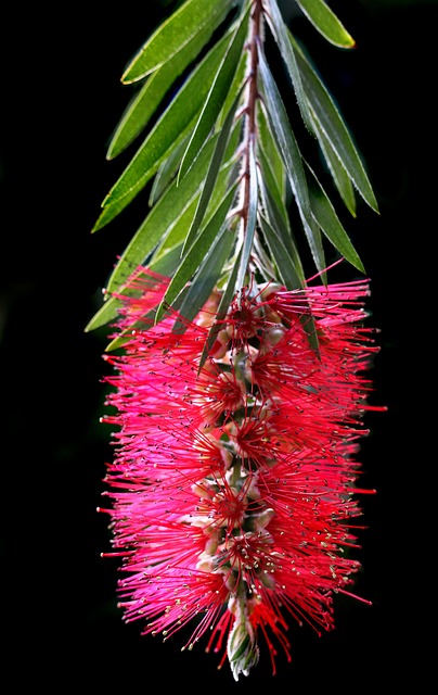 Flaskerenser, Australsk, Callistemon