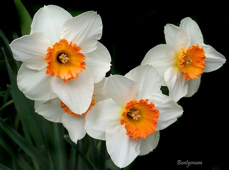 Blomster, Pærer, Påskeliljer, Forår
