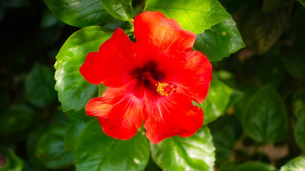 Hibiscus, Natuur, Bloem, Tuin, Bloeien