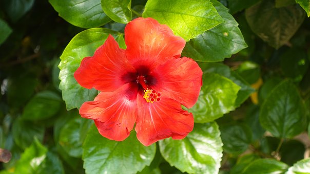 Hibiscus, Natuur, Tuin, Bloem, Bloeien