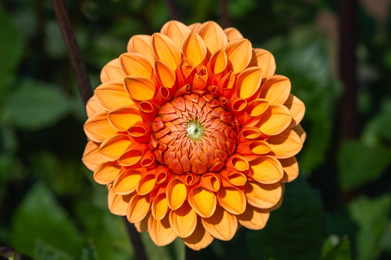 Flower - free online jigsaw puzzle photo